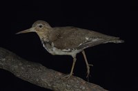 藏品(磯鷸)的圖片